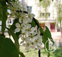 Іван Петрович у черемхових чернігівський дворах Іван Петрович у черемхових чернігівський дворах